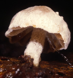 Asterophora parasitica
