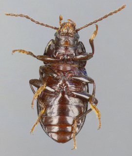 Nalassus laevioctostriatus