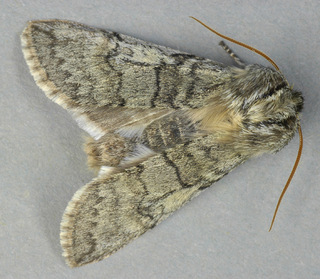 Achlya flavicornis galbanus