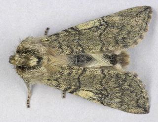 Achlya flavicornis galbanus