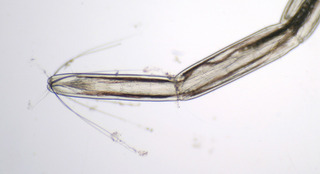Culicoides (unidentified)