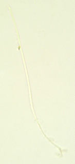 Myriosclerotinia sulcatula