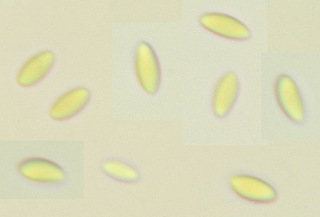 Myriosclerotinia sulcatula