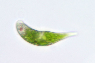 Euglena proxima