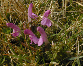 Pedicularis sylvatica ssp sylvatica
