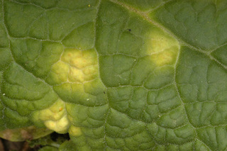 Puccinia primulae