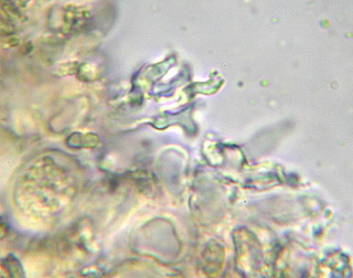 Peniophora lycii