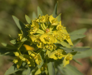 Euphorbia esula x waldsteinii = E. x pseudovirgata