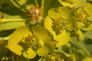 Euphorbia esula x waldsteinii = E. x pseudovirgata
