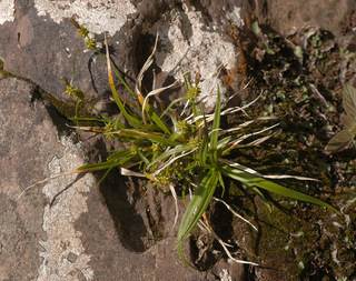 Carex viridula ssp oedocarpa