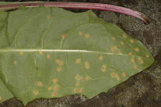 Puccinia variabilis