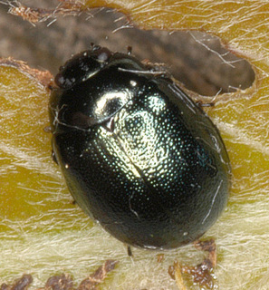 Plagiodera versicolora