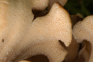 Polyporus umbellatus
