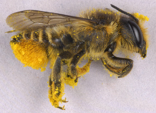 Megachile centuncularis