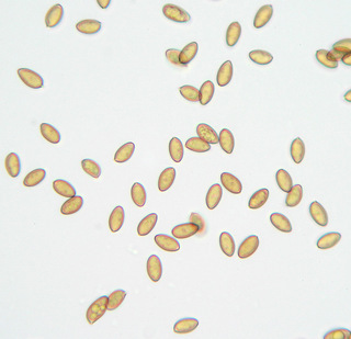 Agrocybe erebia