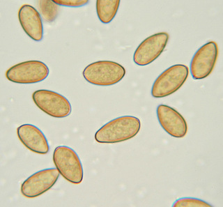 Agrocybe erebia