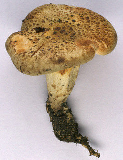 Paxillus rubicundulus