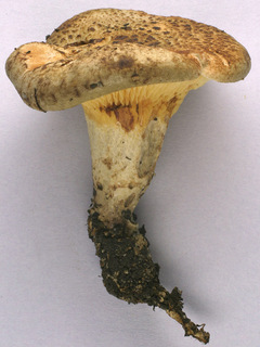 Paxillus rubicundulus