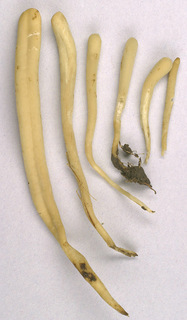 Clavaria tenuipes