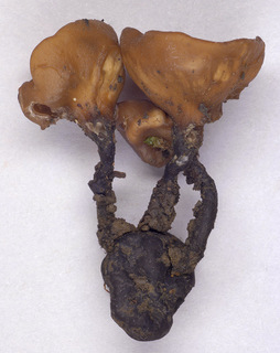 Dumontinia tuberosa