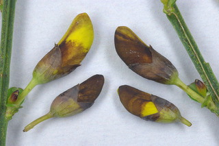 Cytisus scoparius ssp scoparius