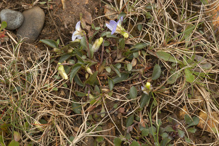 Viola canina ssp canina
