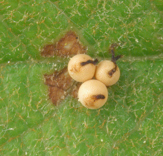 Galerucella lineola
