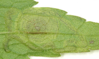 Liriomyza eupatorii
