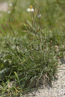 Koeleria macrantha