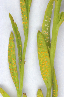 Puccinia thesii