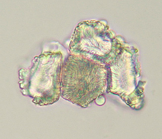 Puccinia thesii