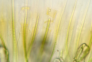 Rivularia haematites