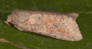 Hoplodrina octogenaria