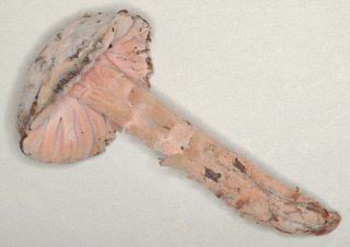 Mycogone rosea