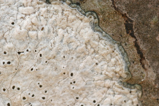 Aspicilia calcarea