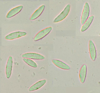 Microglossum olivaceum agg.