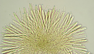 Microglossum olivaceum agg.
