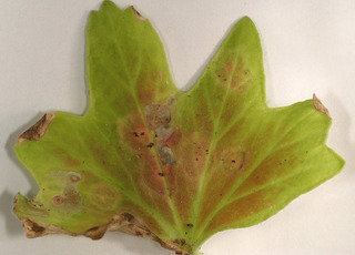 Puccinia pelargonii-zonalis