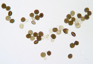 Arthrinium phaeospermum