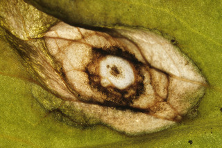 Ramularia agrestis