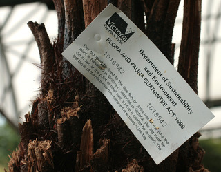 Cyathea australis