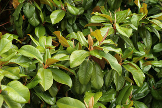 Magnolia grandiflora cv Charles Dickens