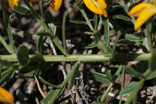Genista tinctoria ssp littoralis