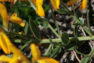 Genista tinctoria ssp littoralis