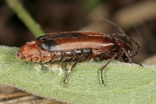 Entomophthora coleopterorum