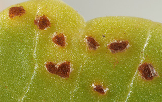 Puccinia hydrocotyles