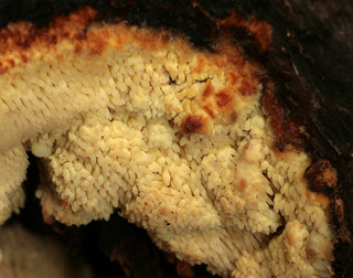 Sarcodontia crocea