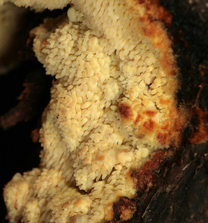 Sarcodontia crocea