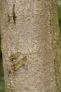 Prunus domestica ssp insititia
