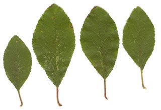 Prunus domestica ssp insititia